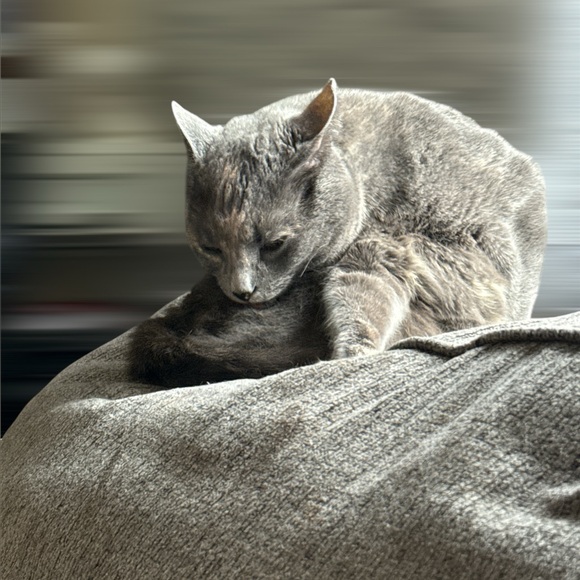 Meet the Posher - Picture 4 of 7